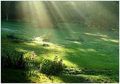Wallario Vliestapete Fototapete Sonnenstrahlen im Wald - Wandtapete Größe: 200 x 140 cm