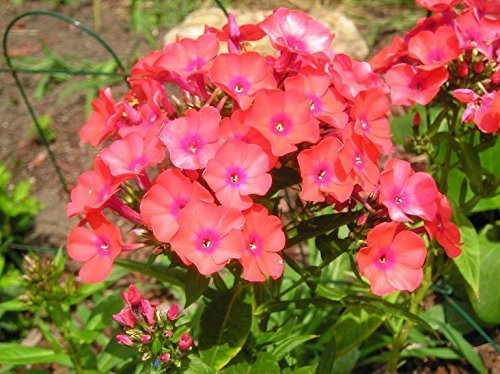 Phlox Paniculata Adessa® 'Orange' Perennial Garden Plug Plants Pack x6