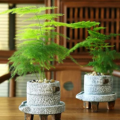 Haloppe 10 Pz Asparagi Setaceus Piante Semi per la Piantagione del Giardino di Casa, Semi di Felce di Asparagi Erbe Perenni Pianta Bonsai in Vaso Decorazione del Giardino di Casa Semi