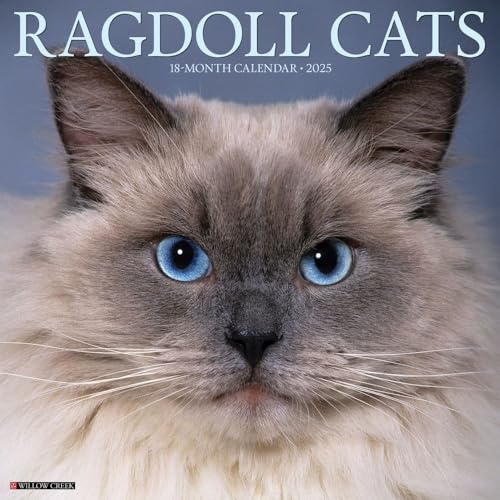 Ragdoll Cats 2026 12 X 12 Wall Calendar