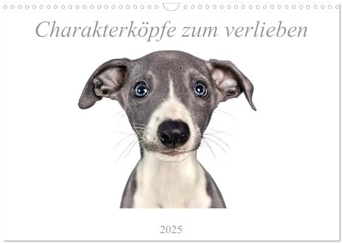 Charakterköpfe zum verlieben (Wandkalender 2025 DIN A3 quer), CALVENDO Monatskalender: Hunderassen typgerecht ins beste Licht gerückt. (CALVENDO Tiere)