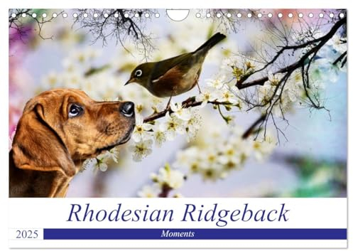 Rhodesian Ridgeback - Moments (Wandkalender 2025 DIN A4 quer), CALVENDO Monatskalender: Zauberhafte Momente (CALVENDO Tiere)