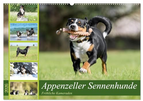 Appenzeller Sennenhunde - Fröhliche Kameraden (Wandkalender 2026 DIN A2 quer), CALVENDO Monatskalender: Fröhliche und quirlige Appenzeller Sennenhunde in ihrer ganzen Pracht. (CALVENDO Tiere)