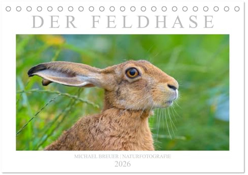 Der Feldhase (Tischkalender 2026 DIN A5 quer), CALVENDO Monatskalender: Einmalige Porträts der Langohren (CALVENDO Tiere)