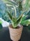 Sansevieria trifasciata Futura Superba ca. 30 cm im Korbübertopf - Zimmerpflanze - eine der pflegeleichtesten Pflanzen überhaupt - reinigt Raumluft