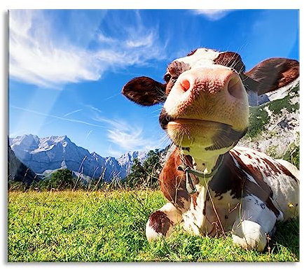 Kuh im Karwendelgebirge Herdabdeckplatte & Spritzschutz aus Echtglas | Für Herd-Kochfelder | 60x52 cm