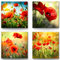4 wunderschöne Mohn-Blumen Wandbilder - jedes Leinwandbild ist 40x40cm groß und aufhängefertig, eine moderne Wohnzimmer oder Schlafzimmer Dekoration - Naturbilder Landschaftsbilder Set-A