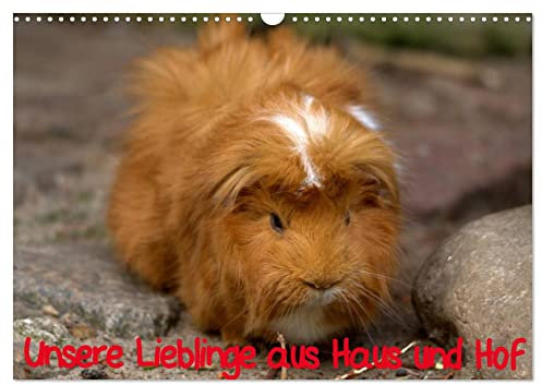 Unsere Lieblinge aus Haus und Hof (Wandkalender 2025 DIN A3 quer), CALVENDO Monatskalender: Meine schönsten Bilder aus der großen Welt der Tiere aus Haus und Hof. (CALVENDO Tiere)