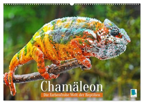 Chamäleon: Die farbenfrohe Welt der Reptilien (Wandkalender 2026 DIN A2 quer), CALVENDO Monatskalender