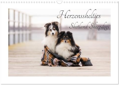 Herzensshelties - Shetland Sheepdogs (Wandkalender 2026 DIN A3 quer), CALVENDO Monatskalender: Shelties- fotografiert von Madlen Kudla (CALVENDO Tiere)