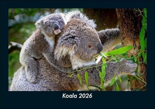 Koala 2026 Fotokalender DIN A5: Monatskalender mit Bild-Motiven von Haustieren, Bauernhof, wilden Tieren und Raubtieren