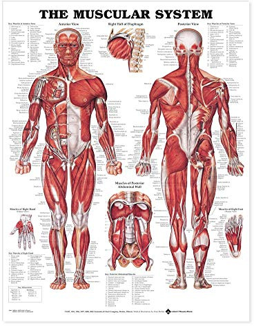 The Muscular System Giant Chart