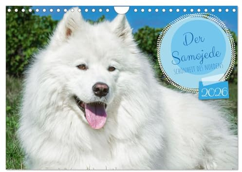 Der Samojede - Schönheit des Nordens (Wandkalender 2026 DIN A4 quer), CALVENDO Monatskalender: Auf 13 wunderschönen Fotos zeigt die Tierfotografin ... traumhaft schöne Hunderasse (CALVENDO Tiere)