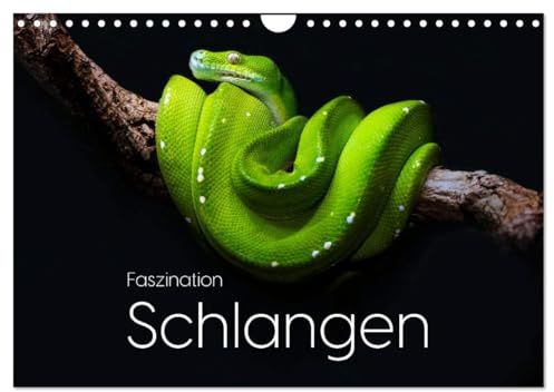 Faszination Schlangen (Wandkalender 2026 DIN A4 quer), CALVENDO Monatskalender: Entdecke die einzigartige Welt der Schlangen. (CALVENDO Tiere)