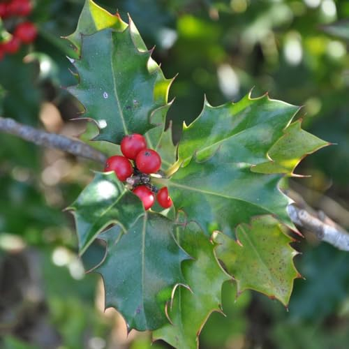 50 pcs stechpalme baum samen winterfeste pflanzen für balkon bienenweide saatgut büropflanzen pflanzenkübel saatgut alte sorten winterharte pflanzen für garten blumensamen gastgeschenk