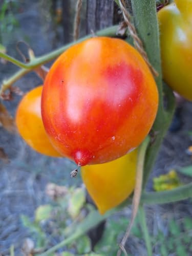 TOMATE MARINAS STOLZ 5+ Samen - panaschierte Stabtomate P 589
