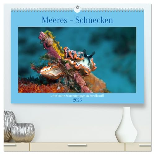 Meeres-Schnecken (hochwertiger Premium Wandkalender 2026 DIN A2 quer), Kunstdruck in Hochglanz: Bunt wie Schmetterlinge im Korallenriff (CALVENDO Natur)