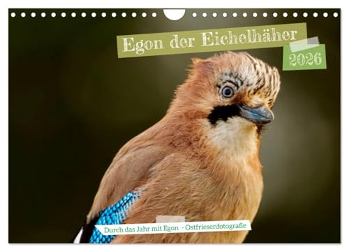 Egon der Eichelhäher - Durch das Jahr mit Egon - von Ostfriesenfotografie (Wandkalender 2026 DIN A4 quer), CALVENDO Monatskalender: Ein Eichelhäher ... von seiner besten Seite (CALVENDO Tiere)