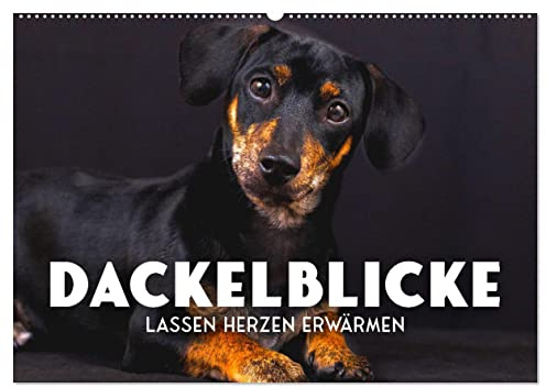 Dackelblicke - Lassen Herzen erwärmen. (Wandkalender 2026 DIN A2 quer), CALVENDO Monatskalender: Zum Verlieben. (CALVENDO Tiere)