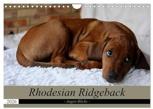 Rhodesian Ridgeback Augen-Blicke (Wandkalender 2026 DIN A4 quer), CALVENDO Monatskalender: Der beste Freund des Menschens (CALVENDO Tiere)