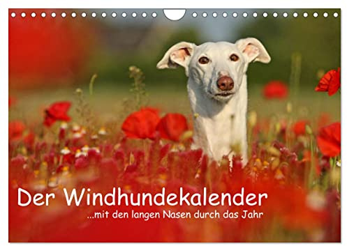 Der Windhundekalender (Wandkalender 2026 DIN A4 quer), CALVENDO Monatskalender: Mit den langen Nasen durch das Jahr... (CALVENDO Tiere)