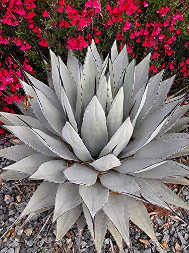 Potseed Germinazione I Semi: Agave neomexicana 30 Semi