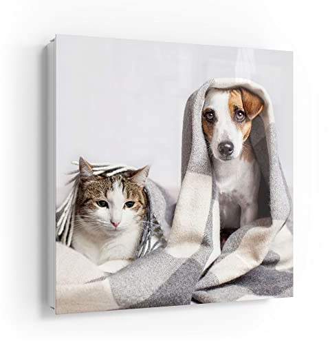 DEQORI Schlüsselkasten weiß | 30x30 cm | Motiv Katze und Hund zugedeckt | Glas & Metall Schlüssel-Box | Schlüsselschrank mit 50 Haken + 2 Magnete | Moderne Design Box magnetisch & beschreibbar