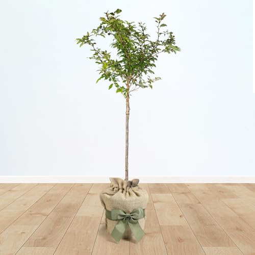 YouGarden Flowering Cherry Tree Prunus 'Kojo-no-Mai' Standard, 90cm Tall in 3L Pot, Established and Gift Wrapped Tree in Brown Hessian Bag with Green Fabric Bow, Ready to Plant or Gift