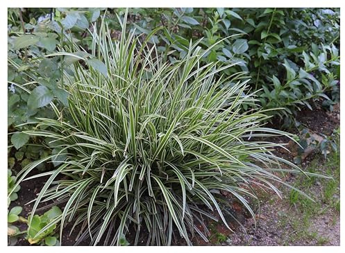 Stauden Gänge 3 x Carex morrowii 'Ice Dance' Bunte Japan Segge winterhart | Buntes Ziergras für Sonne bis Schatten, Blüte April bis Juni, mehrjährig, 1 L Topf (11x11 cm)