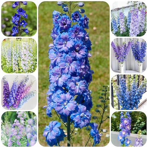 semi di delphinium Delphinium elatum decorazione del balcone semi di piante vasi per piante pianta da appartamento tappezzante perenne resistente, semi di fiori recisi piante verdi 30pcs