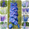 semi di delphinium Delphinium elatum decorazione del balcone semi di piante vasi per piante pianta da appartamento tappezzante perenne resistente, semi di fiori recisi piante verdi 30pcs