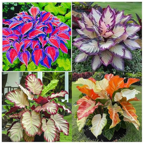 Funkien zwiebeln,Winterharte mehrjährig,Hervorragende Verzierung,hostas funkien,Gartendekoration,dekorative blumen,Hosta pflanze winterhart.-4zwiebeln-A