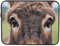 Donkey'S Eyes Custodia per computer portatile Notebook Tablet borsa da trasporto per lavoro 10 pollici