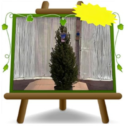 EURO PLANTS VIVAI Picea Glauca Conica o Abete del Canada su Vaso da 15 cm Altezza 40-50 cm - Pianta Ornamentale o Pianta di Natale Vera