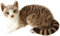 elemhome Jouets en peluche doux en peluche pour chat tigré réaliste et réaliste en forme de petits chats mignons en peluche pour enfants et animaux