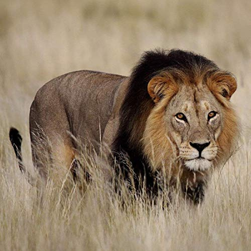 Lion Greeting Card with SOUND. Animal noise plays when you open this card. Blank on the inside making it perfect for many occasions and a unique gift idea.