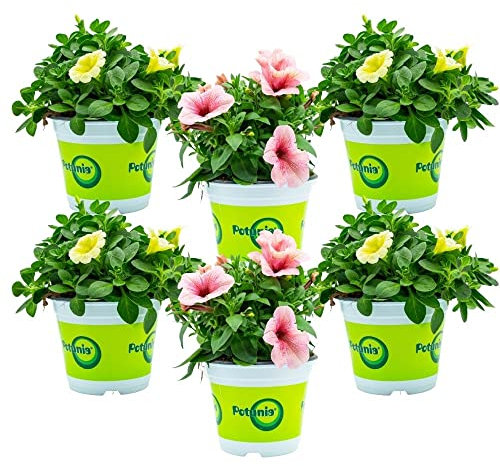 Potunia (6 PIANTE) - Fiori NON commestibili - Azienda agricola Carmazzi