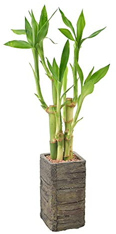 Arcadia Garden Products LV25 Glücksbambus mit 5 Stielen, lebende Zimmerpflanze aus gealtertem Holz, Pflanzgefäß für Zuhause, Arbeit oder Geschenk, dunkel ***Kann nicht nach Hawaii versendet werden**