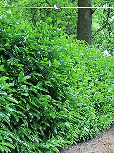 Lorbeerkirsche Novita 80-100 cm im Topf. 10 Heckenpflanzen kaufen Sie hier