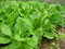 500 semi di lattuga di agnello verde di Cambrai - orto vegetale - Semi di contadini riproducibili - Sowing