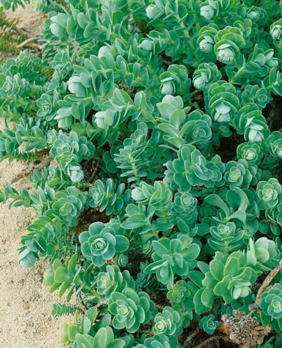 Sedum anacampseros ca. 9x9 cm Topf - Fetthenne, sukkulente Blätter, ideal für Steingärten und Trockenmauern, pflegeleicht, winterhart