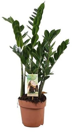 Glücksfeder – Zamioculcas zamiifolia – ZZ-Pflanze – Ø17cm – Höhe ca. 70cm – Pflegeleichte Zimmerpflanze – Robuste luftreinigende Grünpflanze für Innenräume
