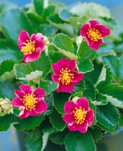 Fragaria vesca var. semperfl. 'Rosea' ca. 9x9 cm Topf - Monatserdbeere, rosa Blüten, Blütezeit Mai-Oktober, ideal für Kübel, bienenfreundlich, pflegeleicht