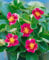 Fragaria vesca var. semperfl. 'Rosea' ca. 9x9 cm Topf - Monatserdbeere, rosa Blüten, Blütezeit Mai-Oktober, ideal für Kübel, bienenfreundlich, pflegeleicht