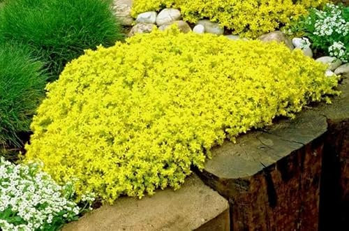 1 Pack of 300 SEEEDS Yellow Stonecrop - Sedum Acre