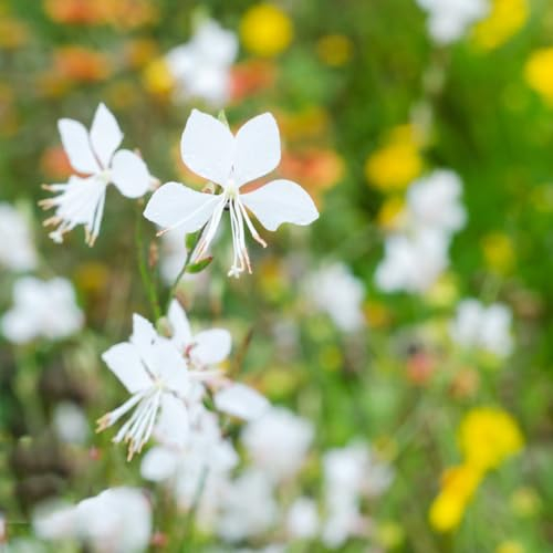 90 pcs prachtkerze pflanze samen winterharte stauden Gaura lindheimeri, frühlingsblumen winterharte pflanzen für garten schmetterlingswiese plant hochbeet balkon seeds wildblumensamen