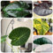 80 pcs Elefantenohr Pflanze Samen bonsai baum winterharte kübelpflanzen Colocasia Gigantea - Leucocasia gigantea - bonsai baum hochbeet samen zimmerpflanzen stauden winterhart mehrjährig
