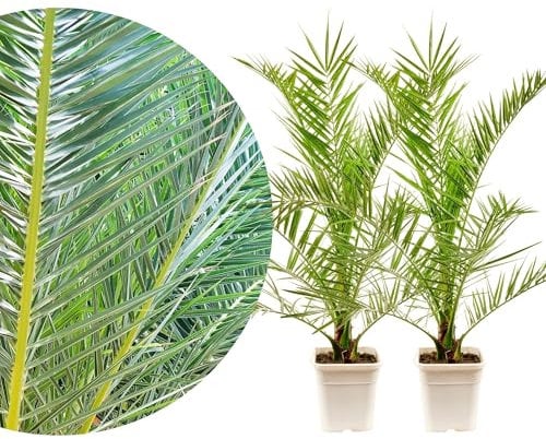 Meine Orangerie Phoenix Canariensis Lot de 2 palmiers dattiers des Canaries, résistants au gel, Ø 19 cm, résistants au gel