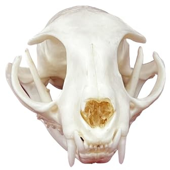 KSVMOAG Echte Tierpräparate Schädel Skelette Wissenschaftliche Lehrmittel Biologie Kuriositäten Sammlung Einzigartiges Geschenk