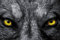 1art1 Loups Sticker Mural Regarde-Moi Bien dans Les Yeux Poster Papier Peint Autocollant 180x120 cm